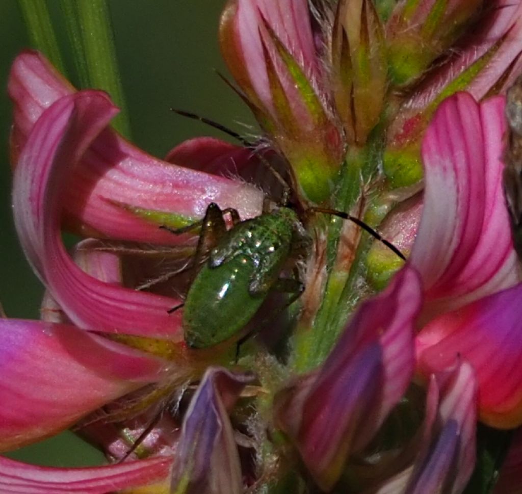 ninfa di Miridae: Oncotylus viridiflavus